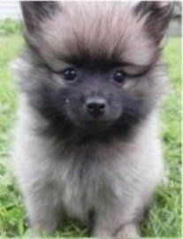 wolf sable colored Pomeranian