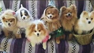 group winner Wizard of Oz Poms