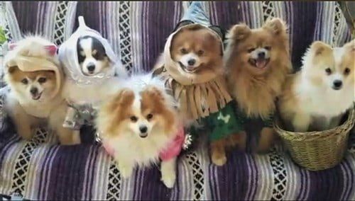 group winner Wizard of Oz Poms
