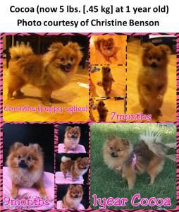 Growth stages of Pomeranian