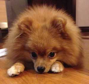 Pomeranian with nice coat and fur