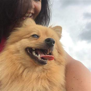 happy Pomeranian