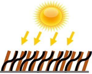 Heat from the sun if you shave a Pomeranian