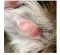 hematoma on Pomeranian