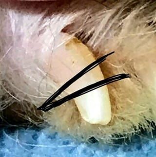 How to cut Pom's nails, photo 1