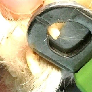 How to cut Pom's nails, photo 2