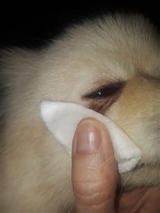 How to fix tear stains, step 1