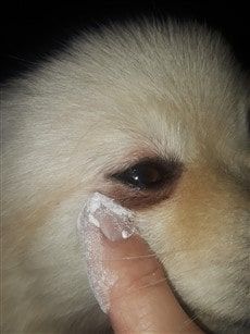 How to fix tear stains, step 2