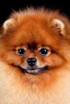 Innocent looking Pomeranian