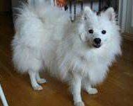 Dogs that Look Similar to Pomeranians