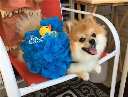 Pomeranian joy - happy