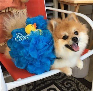 Pomeranian joy - happy