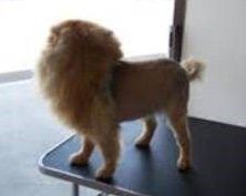 Pomeranian Lion Cut