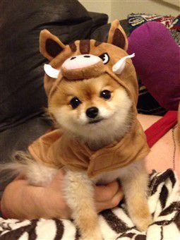 lion-king-dog-costume