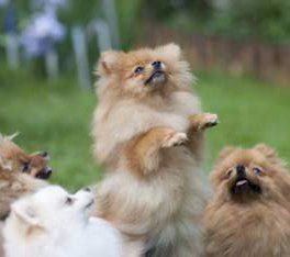 litter of Pomeranian puppies