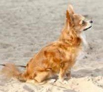 long coat Chihuahua looks like Pomeranian