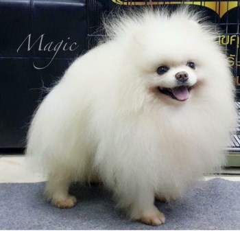 white Pomeranian named Magic