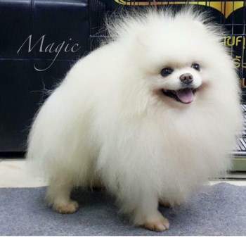 Overweight pomeranian hot sale