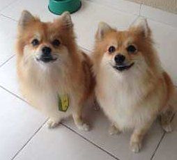 boy and girl Poms 2 years old