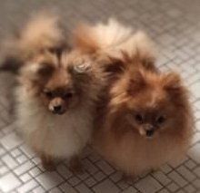 male and female Pomeranians