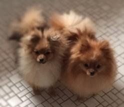 male and female Poms