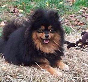 are male or female pomeranians better