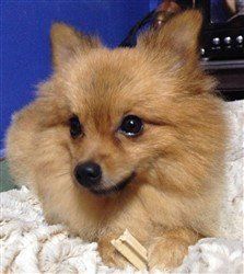 medium orange Pomeranian