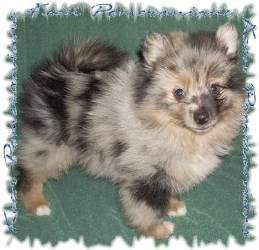 merle Pomeranian