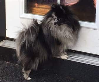 Pomeranian at doorway, merle