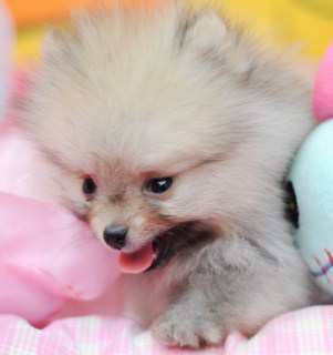 miniature Pomeranian