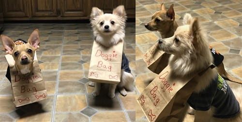 most amusing Pomeranian costume