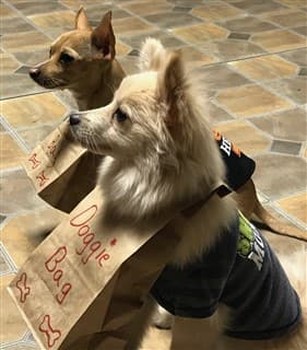 most amusing Pomeranian costume