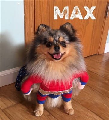 costume most befitting on Pomeranian