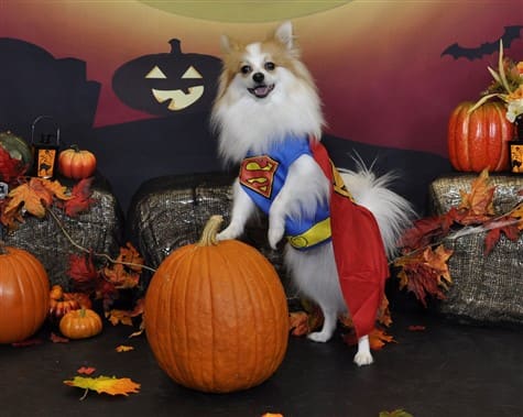most elegant stance Pomeranian