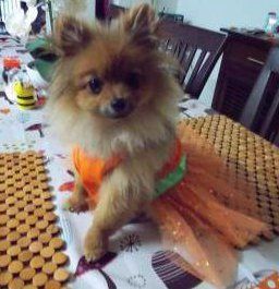 Pomeranian puppy in dress looking at owner