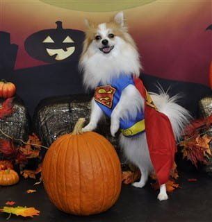 most elegant stance Pomeranian