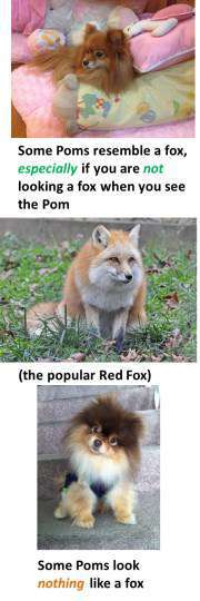 are pomeranians descendants of foxes