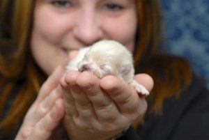 Newborn Pomeranian puppy