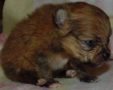 Newborn Pomeranian puppy with blue eyes