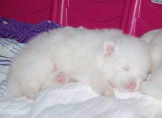 newborn Pomeranian puppy