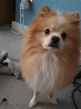Orange and white Pomeranian