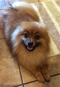 Orange sable Pomeranian