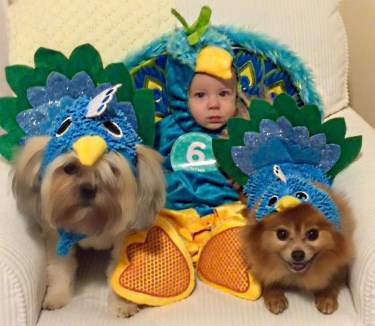 Pom in peacock costume