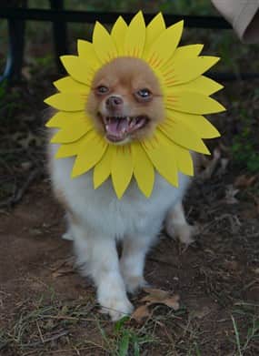 petpom-2018-enthusiastic-costume-winner Halloween