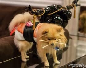 PetPom 2018 Halloween winner for best stance