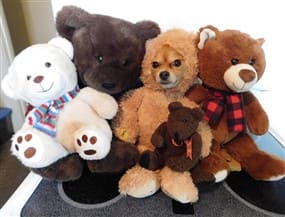 petpom-2018-halloween-winner-most-befitting