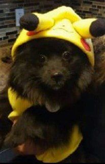 Pikachu dog costume