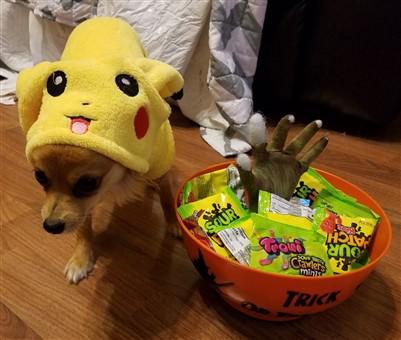 pikachu-small-dog-costum