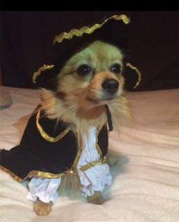 dog pirate costume