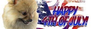 Pomeranian Fourth of July Greeting